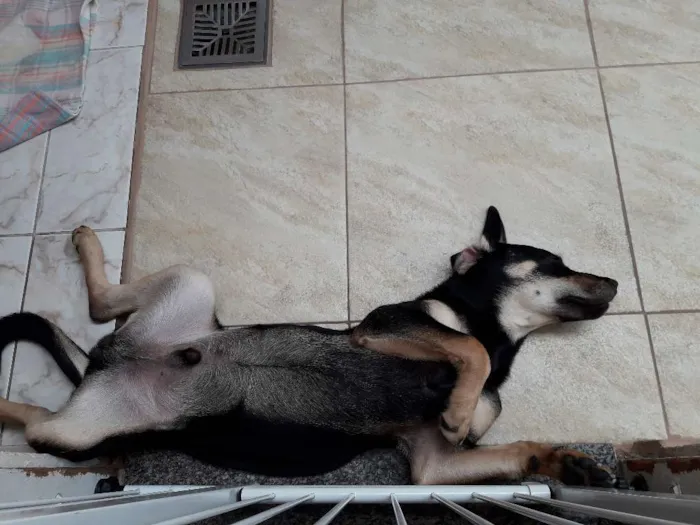 Cachorro ra a SRD idade 7 a 11 meses nome Mike