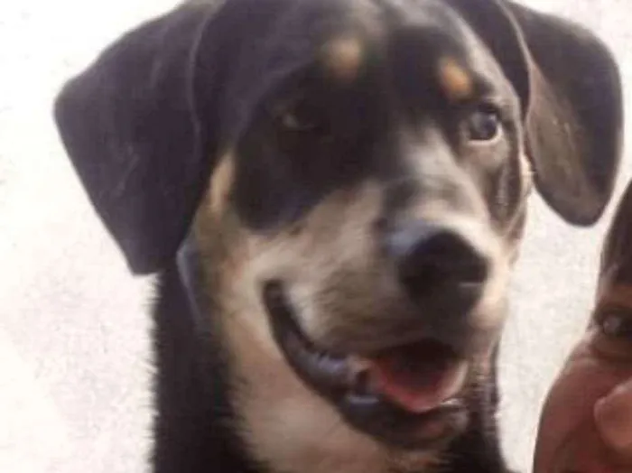 Cachorro ra a SRD idade 7 a 11 meses nome Mike