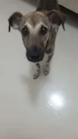 Snoop