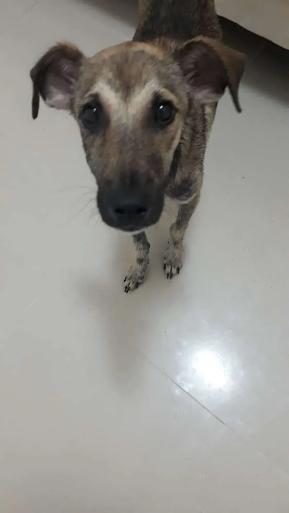 Cachorro raça S.R.D idade 7 a 11 meses nome Snoop