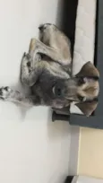 Snoop