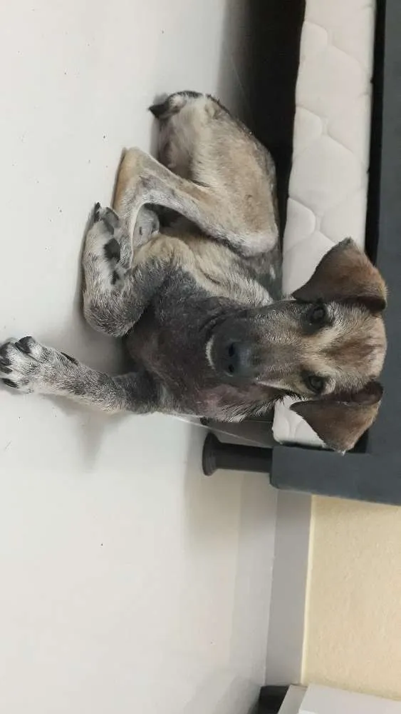 Cachorro raça S.R.D idade 7 a 11 meses nome Snoop