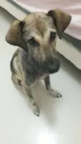 Snoop