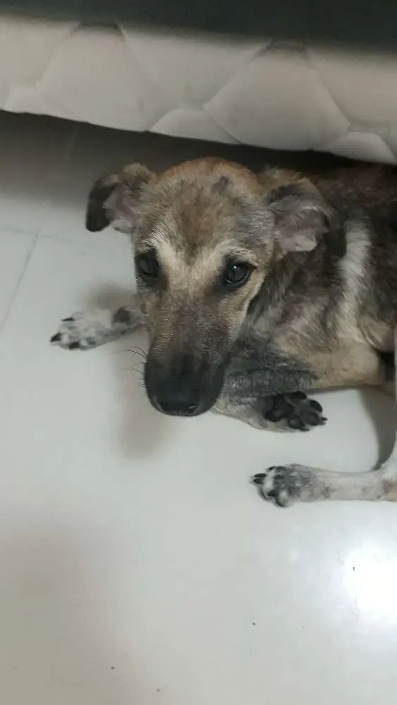 Cachorro raça S.R.D idade 7 a 11 meses nome Snoop
