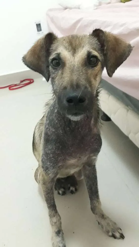 Cachorro raça S.R.D idade 7 a 11 meses nome Snoop