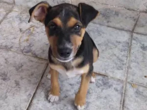 Cachorro raça Srd idade 2 a 6 meses nome Sol