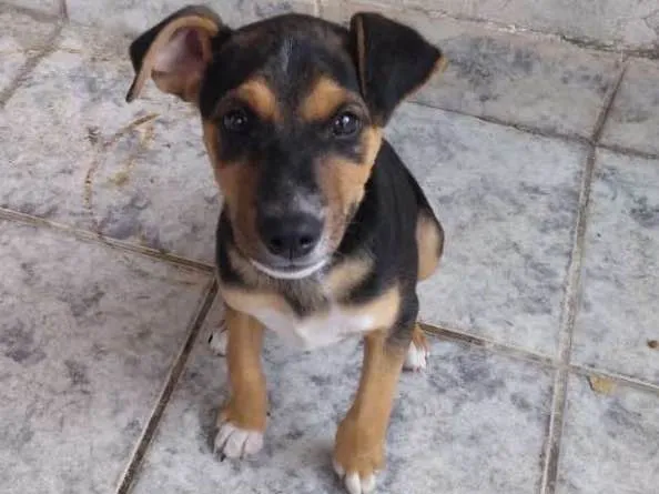 Cachorro ra a Srd idade 2 a 6 meses nome Sol