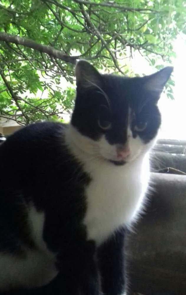 Gato ra a SRD idade 1 ano nome Gata