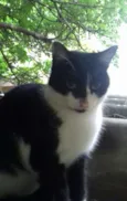 Gata