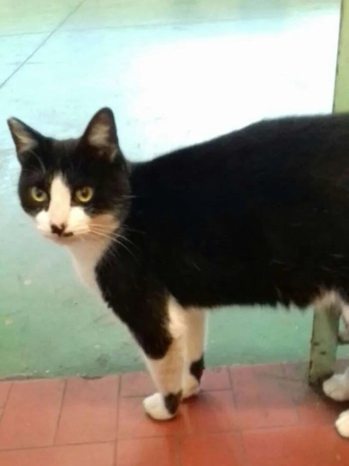 Gato ra a SRD idade 1 ano nome Gata