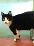 Gata