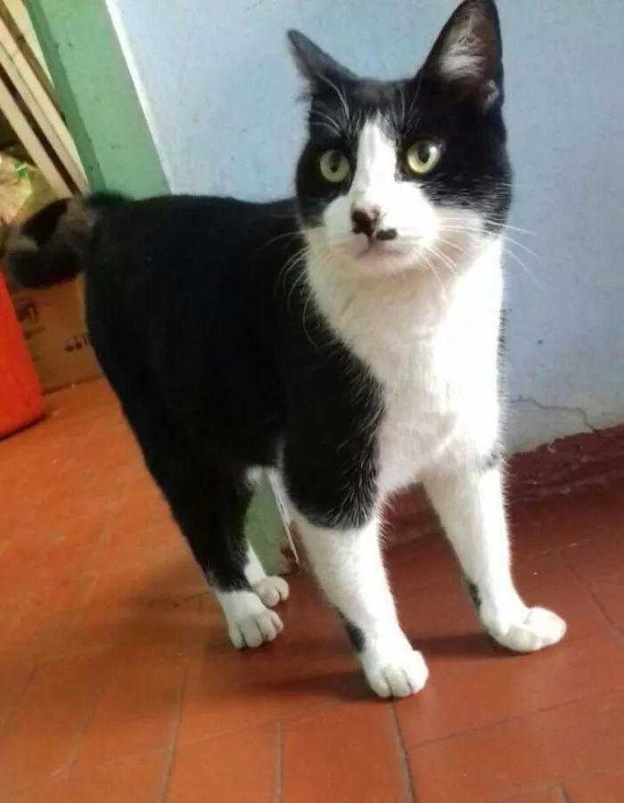 Gato ra a SRD idade 1 ano nome Gata