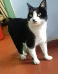 Gata