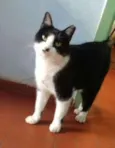 Gata