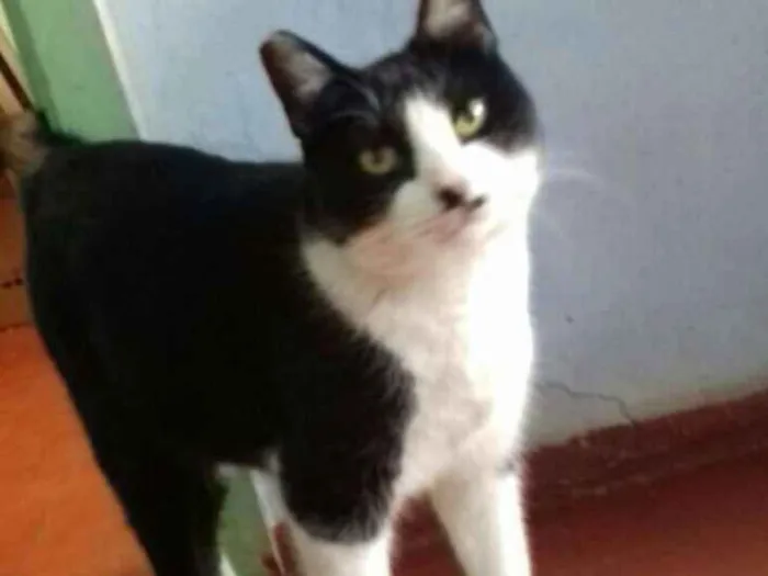Gato ra a SRD idade 1 ano nome Gata