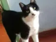 Gata