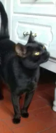 Pretinha