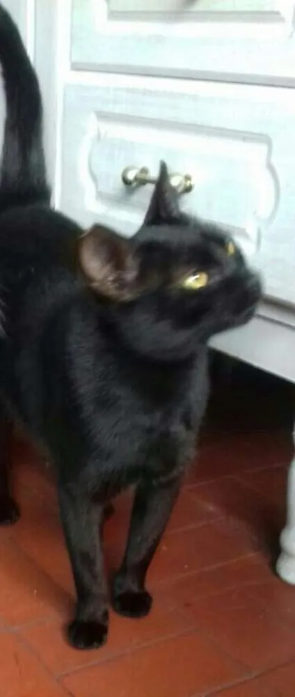 Gato ra a SRD idade 1 ano nome Pretinha