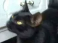Pretinha