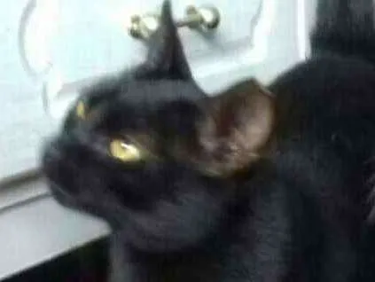 Gato ra a SRD idade 1 ano nome Pretinha
