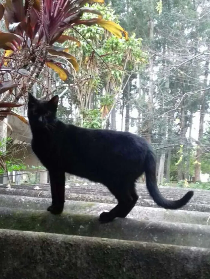 Gato ra a SRD idade 1 ano nome Pretinha