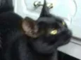 Pretinha
