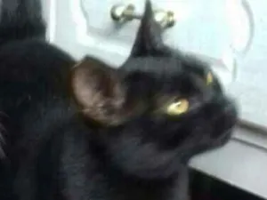 Gato raça SRD idade 1 ano nome Pretinha