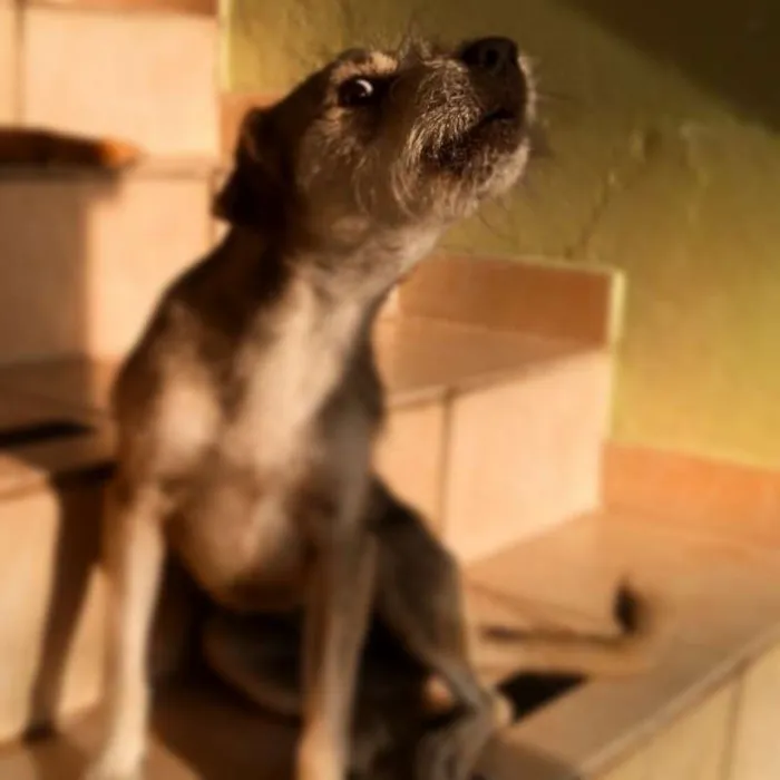Cachorro ra a SRD idade 6 ou mais anos nome Vicky