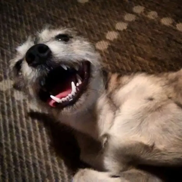 Cachorro ra a SRD idade 6 ou mais anos nome Vicky
