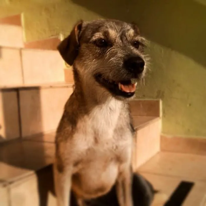 Cachorro ra a SRD idade 6 ou mais anos nome Vicky