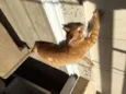 Léo