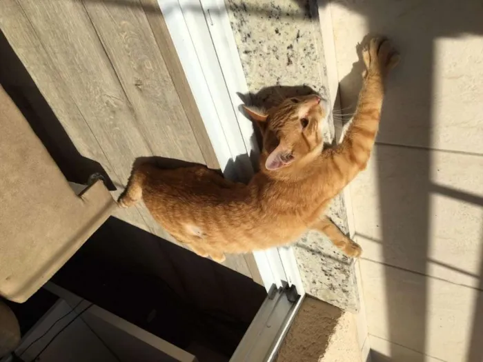 Gato ra a  idade 2 a 6 meses nome Léo
