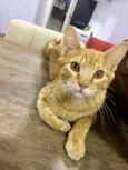 Léo