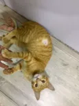 Léo