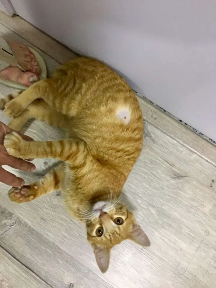 Gato ra a  idade 2 a 6 meses nome Léo