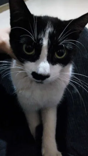 Gato raça Sem raça idade 2 a 6 meses nome Clara
