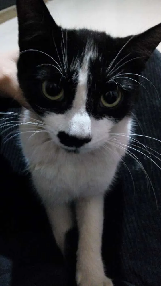 Gato ra a Sem raça idade 2 a 6 meses nome Clara