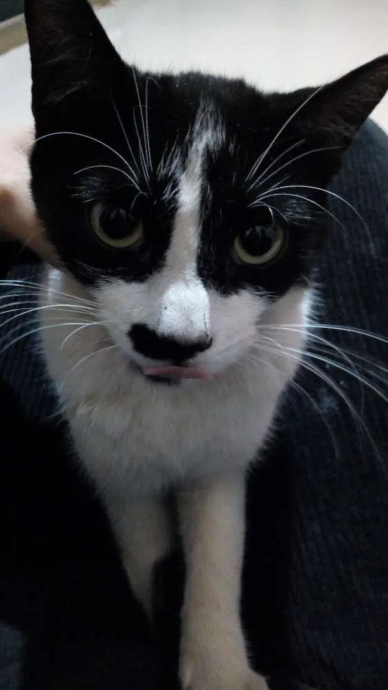 Gato ra a Sem raça idade 2 a 6 meses nome Clara