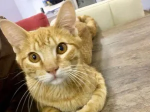 Gato raça  idade 2 a 6 meses nome Léo