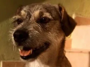 Cachorro raça SRD idade 6 ou mais anos nome Vicky