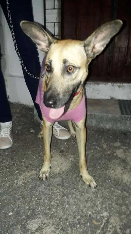 Cachorro ra a SRD idade 7 a 11 meses nome Lolla