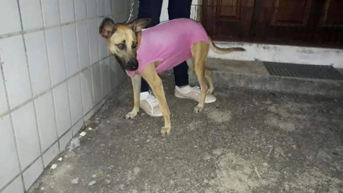 Cachorro ra a SRD idade 7 a 11 meses nome Lolla