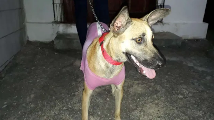 Cachorro ra a SRD idade 7 a 11 meses nome Lolla