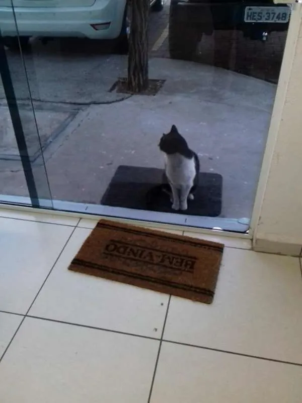 Gato raça  idade  nome Chaplin