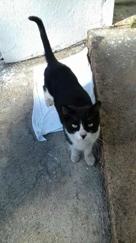 Gato raça  idade  nome Chaplin
