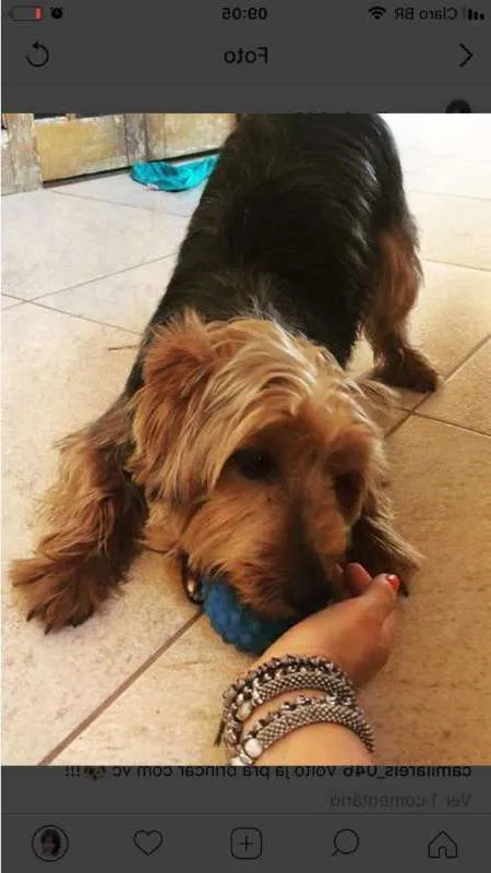 Cachorro raça Yorkshire idade 2 anos nome Teodor