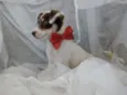 Nao tem