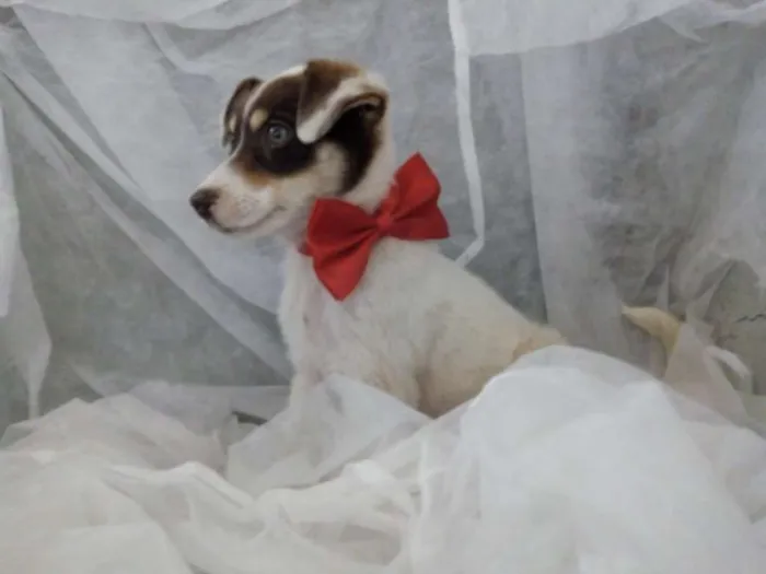 Cachorro ra a Nao sei idade Abaixo de 2 meses nome Nao tem