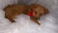 Nao tem
