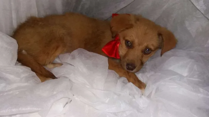 Cachorro ra a Nao sei idade Abaixo de 2 meses nome Nao tem